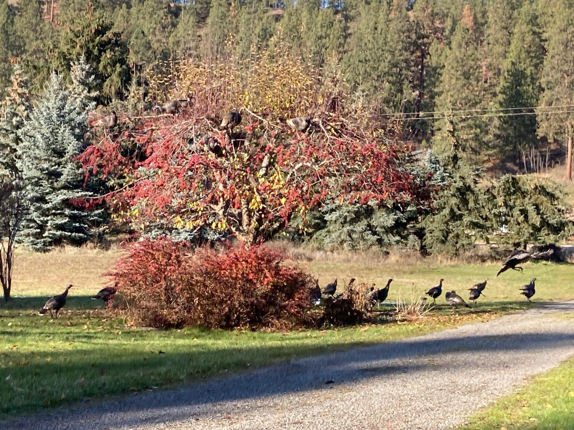 Pensjonat Hideaway Ranch Bonners Ferry Zewnętrze zdjęcie